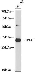 TPMT Polyclonal Antibody