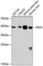 PDX1 Polyclonal Antibody