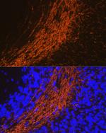 CNPase Polyclonal Antibody
