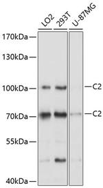 C2 Polyclonal Antibody