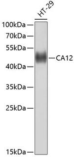 Carbonic Anhydrase XII Polyclonal Antibody