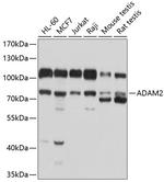 ADAM2 Polyclonal Antibody