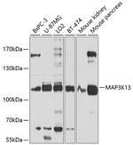LZK Polyclonal Antibody