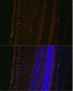 LOXL1 Polyclonal Antibody
