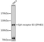 EphB3 Polyclonal Antibody
