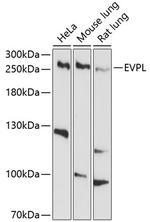 EVPL Polyclonal Antibody