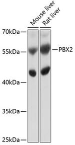 PBX2 Polyclonal Antibody