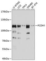 PCDH1 Polyclonal Antibody