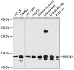 RPS15A Antibody in Western Blot (WB)