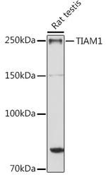 TIAM1 Antibody in Western Blot (WB)