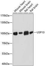 USP13 Polyclonal Antibody