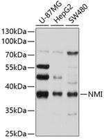 NMI Polyclonal Antibody