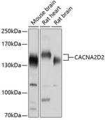 CACNA2D2 Polyclonal Antibody