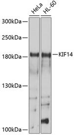 KIF14 Antibody in Western Blot (WB)