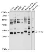FLRG Polyclonal Antibody