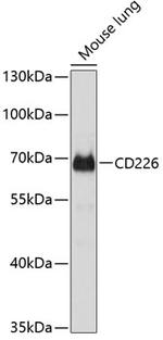 CD226 Polyclonal Antibody