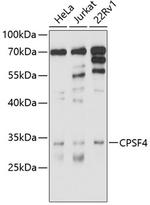 CPSF4 Polyclonal Antibody