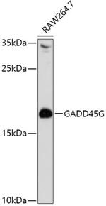 GADD45G Polyclonal Antibody