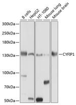 CYFIP1 Polyclonal Antibody