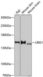 LRIG1 Polyclonal Antibody