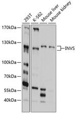 INVS Polyclonal Antibody