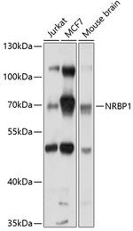 NRBP Polyclonal Antibody