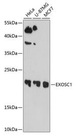 EXOSC1 Polyclonal Antibody