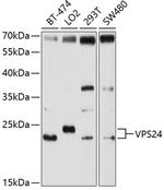 CHMP3 Polyclonal Antibody