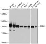 BANK1 Polyclonal Antibody