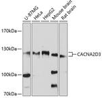 CACNA2D3 Polyclonal Antibody