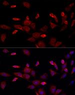 CISD1 Polyclonal Antibody