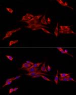 CISD1 Antibody in Immunocytochemistry (ICC/IF)
