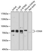 COG6 Polyclonal Antibody