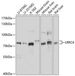 LRRC4 Polyclonal Antibody