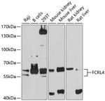 FCRL4 Antibody in Western Blot (WB)