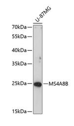 MS4A8B Polyclonal Antibody