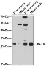 RAB34 Polyclonal Antibody