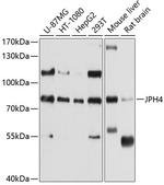 JPH4 Polyclonal Antibody