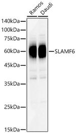 Ly-108 Polyclonal Antibody
