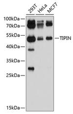 TIPIN Polyclonal Antibody