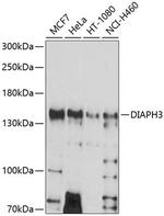 DIAPH3 Antibody in Western Blot (WB)