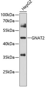 GNAT2 Polyclonal Antibody