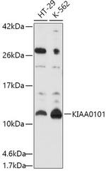 KIAA0101 Antibody in Western Blot (WB)