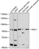 NELL1 Polyclonal Antibody