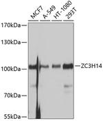 ZC3H14 Polyclonal Antibody
