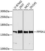 PPFIA1 Polyclonal Antibody