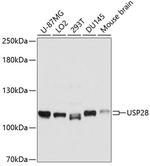 USP28 Antibody in Western Blot (WB)