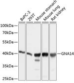 GNA14 Antibody in Western Blot (WB)
