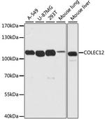 COLEC12 Polyclonal Antibody