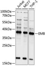 Embigin Polyclonal Antibody